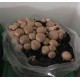 Substrato incubato di funghi Prataiolo crema Champignon