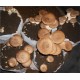 Substrato composto incubato di funghi Cardoncello eryngii