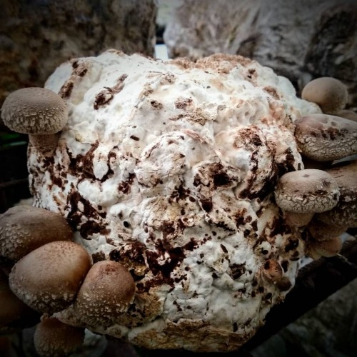 Substrato composto incubato di funghi Shiitake 3 Pz. 