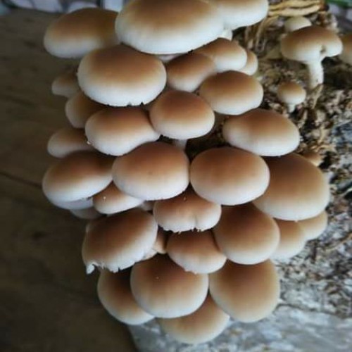 Substrato composto incubato di funghi Pioppino
