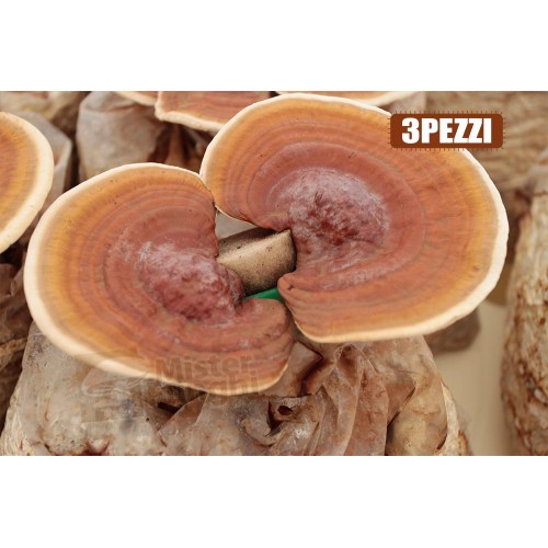 Substrato pronto balle di funghi Reishi Ganoderma Lucidum 3 pz