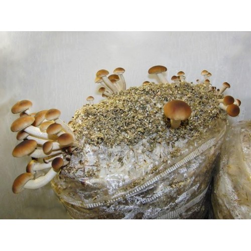 Substrato composto incubato di funghi Pioppino