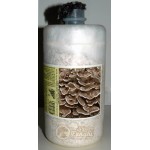 Micelio fresco di funghi Grifola Frondosa Maitake bottiglia 2,5LT