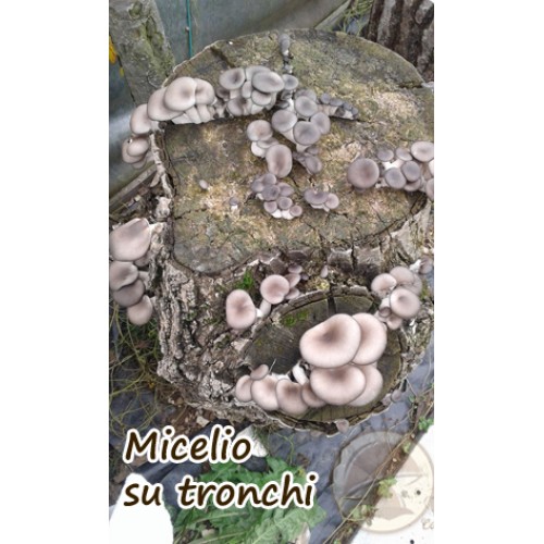 Micelio Fresco Pleurotus Ostreatus in sacchetto 4 Litri